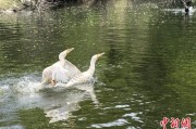 盘锦吉林：罕见白鸬鹚连续两年“故地重游”